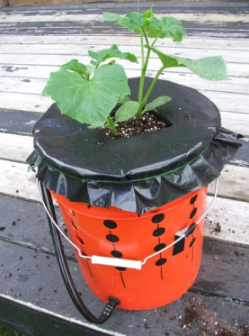 A Genius Way To Grow Peppers & Tomatoes In (Self-Watering) Buckets...