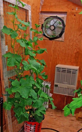 A Genius Way To Grow Peppers & Tomatoes In (Self-Watering) Buckets...