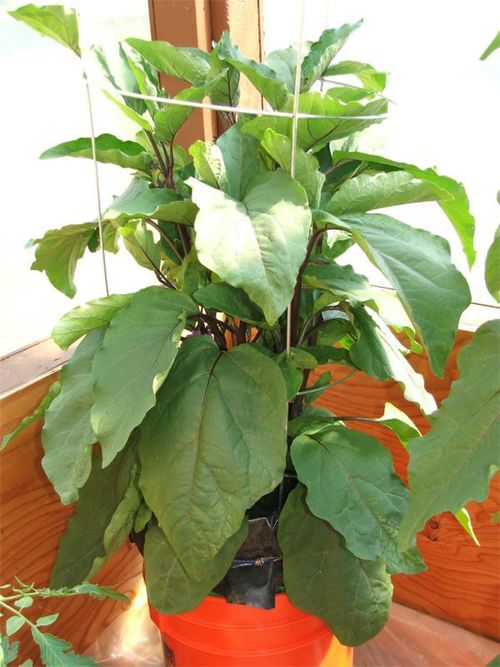 A Genius Way To Grow Peppers & Tomatoes In (Self-Watering) Buckets...