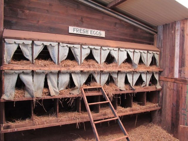 Top 10 Ideas For Chicken Nesting Boxes...