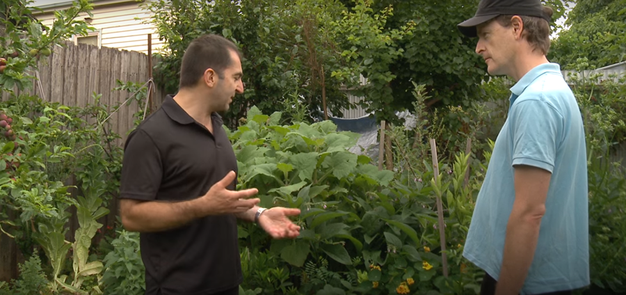 Companion Planting In A Small Productive Urban Garden...