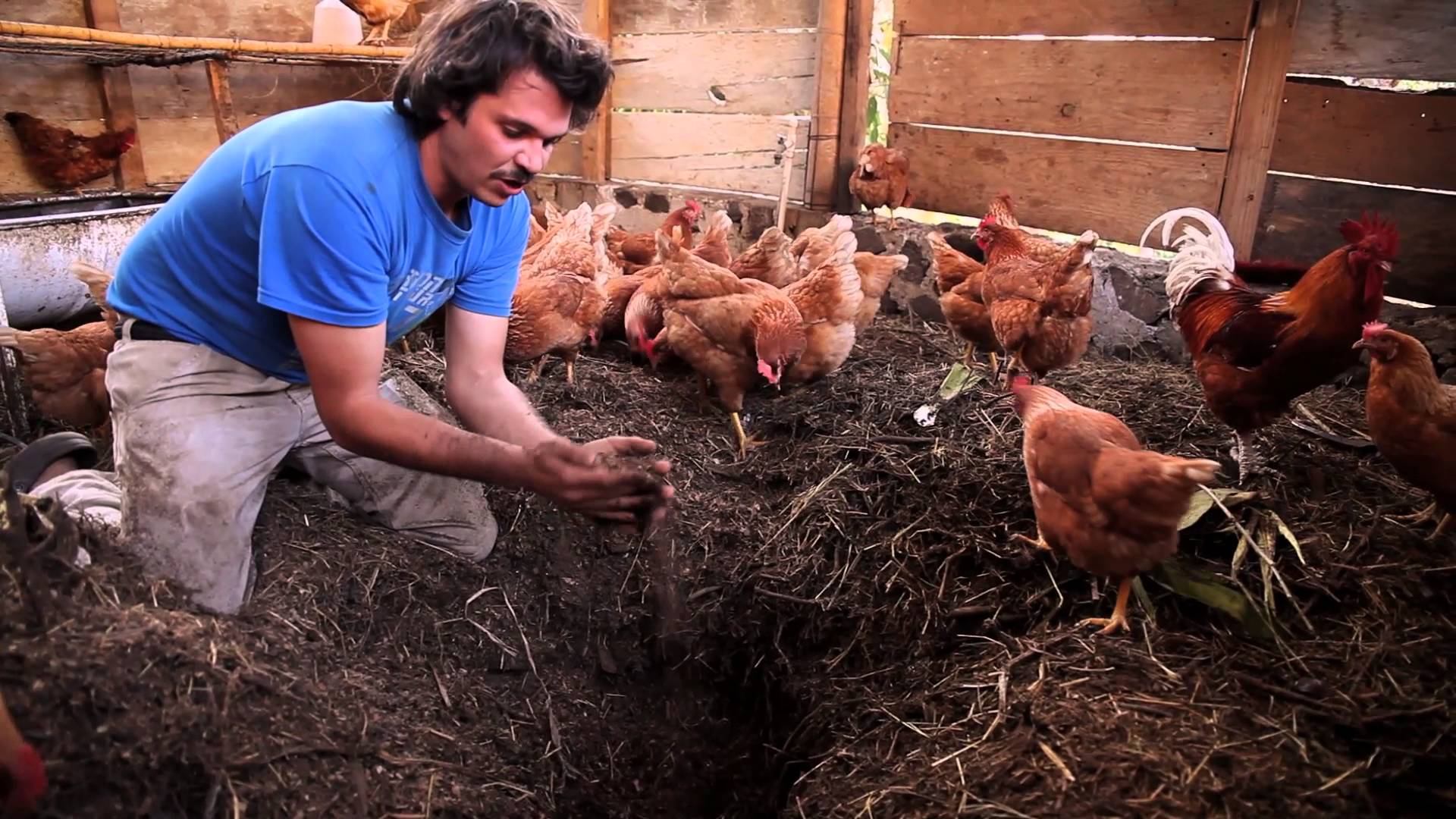 Composting With Chickens Using Smart Chicken House Design & Management...