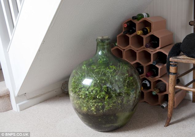 This Garden In A Bottle Has Been Watered Once In 54 Years...