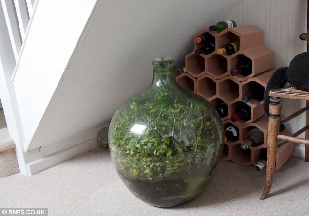 This Garden In A Bottle Has Been Watered Once In 54 Years...