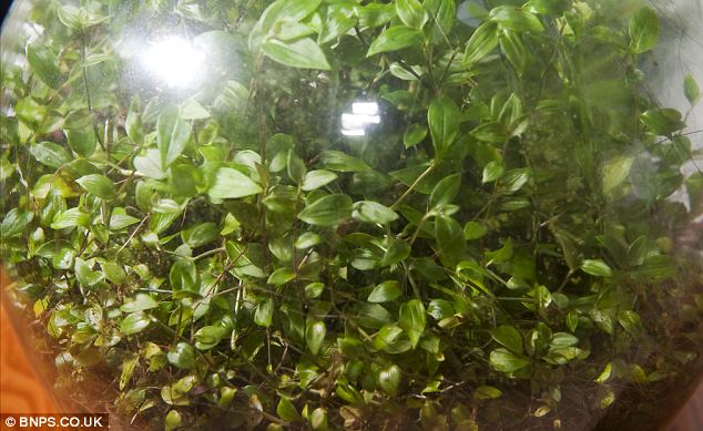 This Garden In A Bottle Has Been Watered Once In 54 Years...