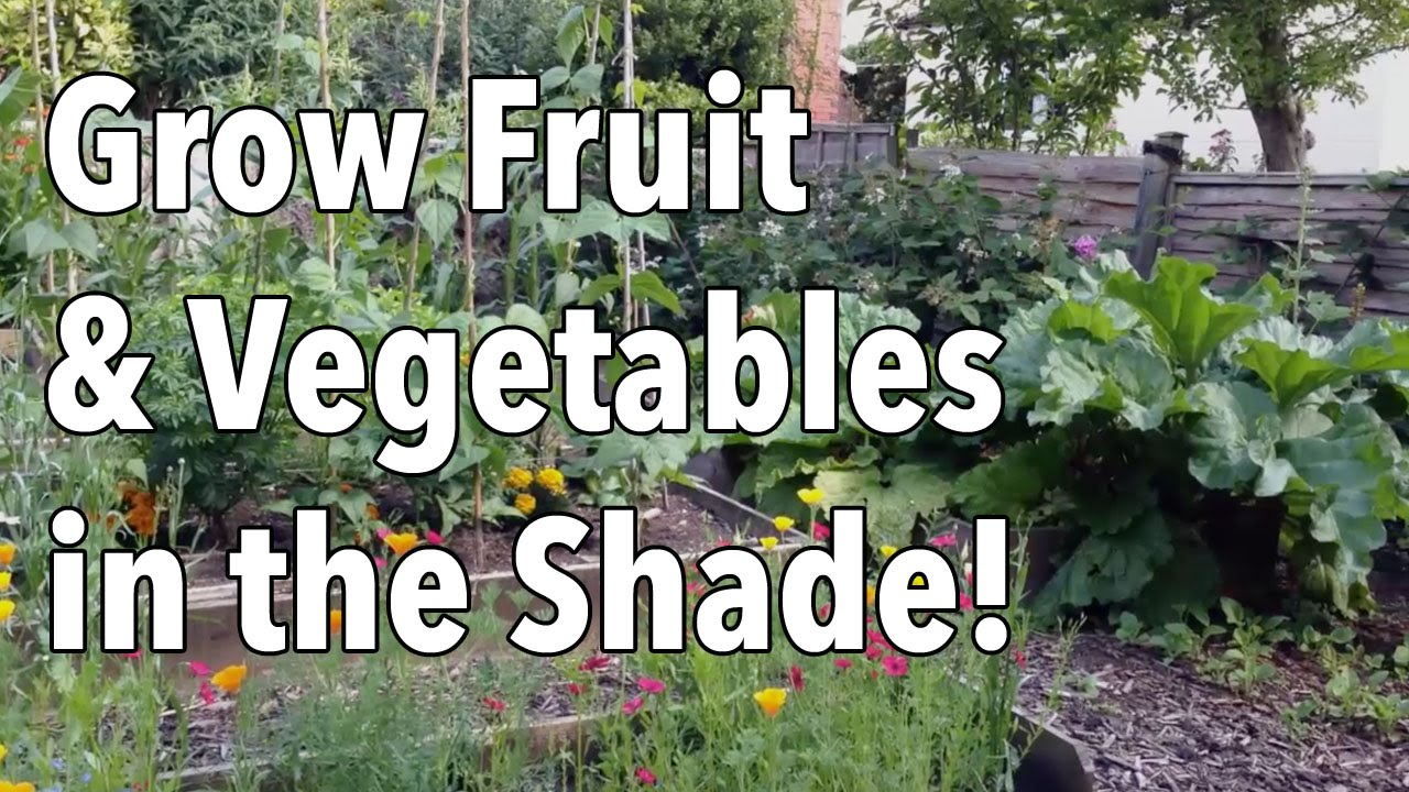 Here’s How To Grow Fruit & Vegetables In The Shade...