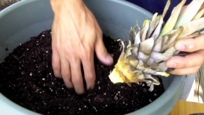 How To Easily Grow Your Own Pineapples At Home…