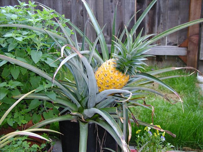 How To Easily Grow Your Own Pineapples At Home…