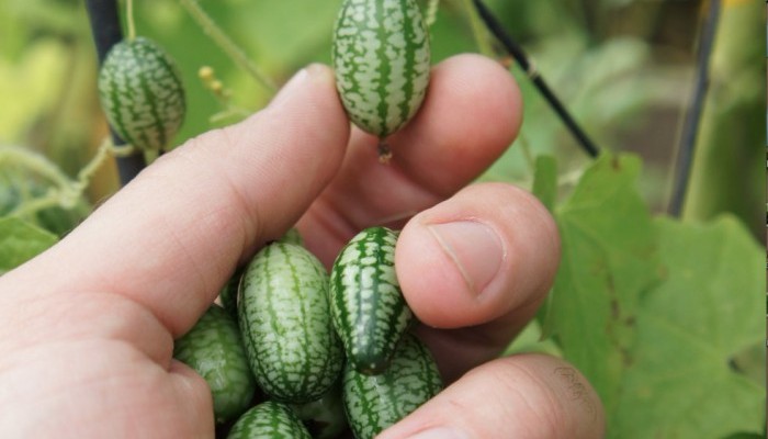 Here’s How To Grow Cucamelons...