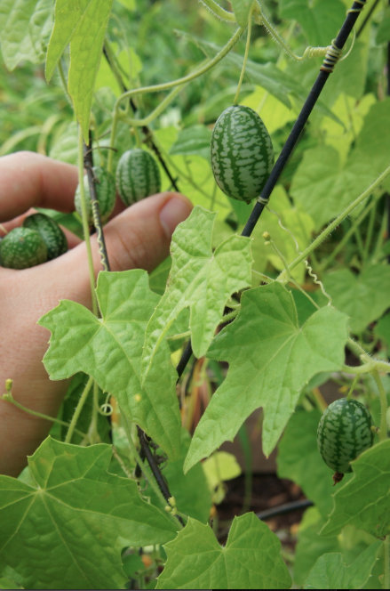 Here’s How To Grow Cucamelons...