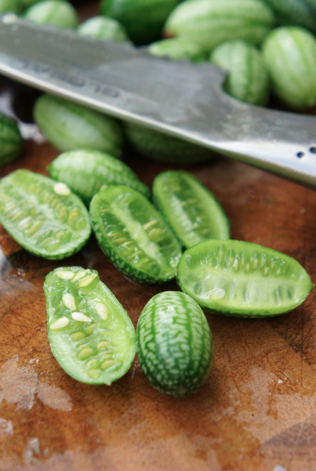 Here’s How To Grow Cucamelons...