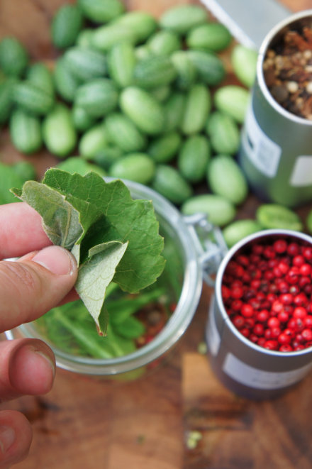 Here’s How To Grow Cucamelons...