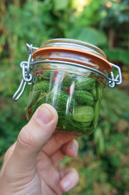 Here’s How To Grow Cucamelons...