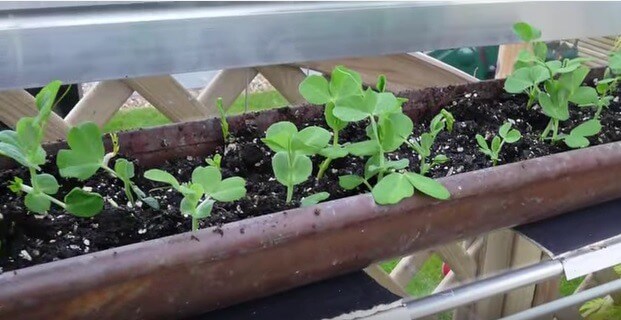 How To Grow Early Spring Peas...
