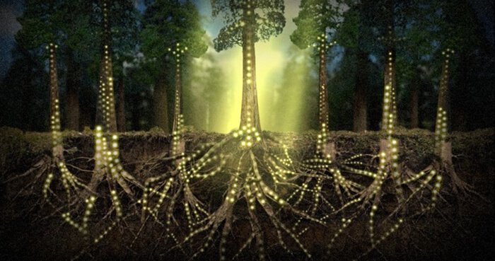 Scientists Find That Plants Can Communicate Telepathically...