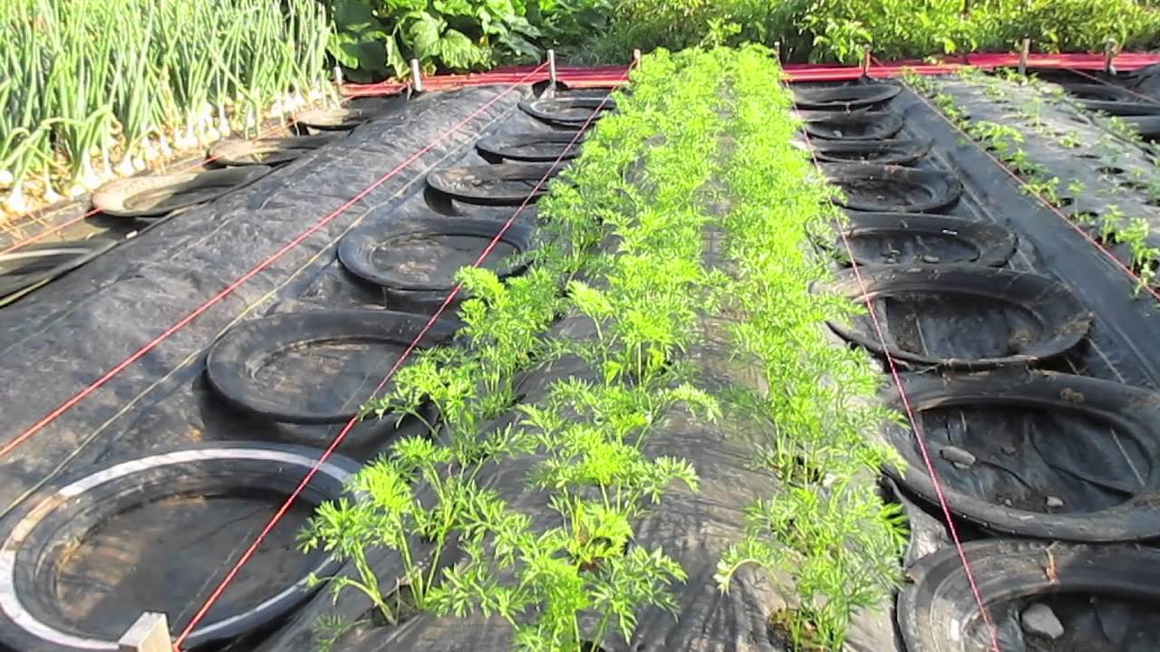 The Innovative 4 Day Carrot Growing Technique...