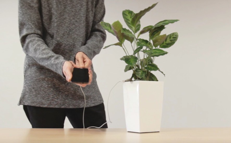 Plant Charging Cell Phone