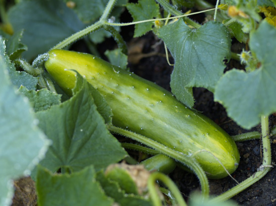 How To Grow Cucumbers In Pots...