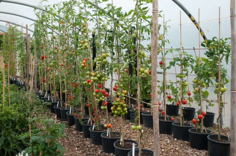 10 Steps To Get 50-80 Pounds Of Tomatoes From Every Plant You Grow...