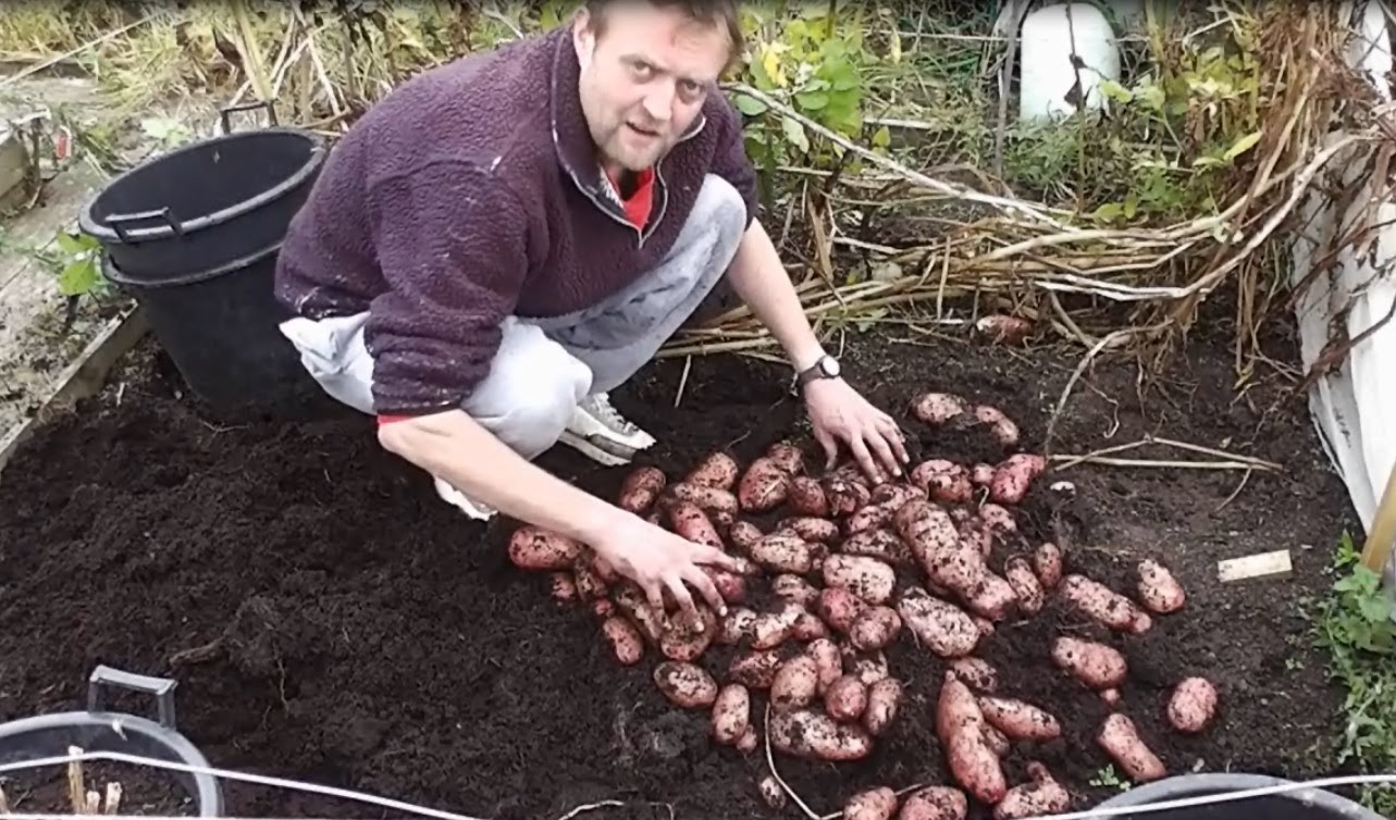 Growing Potatoes In Pots For An Enormous Harvest...