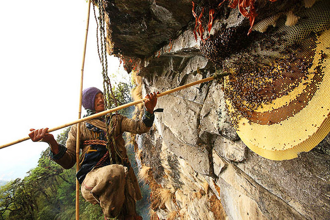 The Hallucinogenic Honey Of Giant Himalayan Bees...