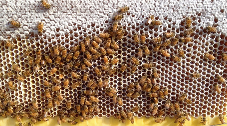 Beehive Lets You Harvest Honey Automatically Without Disturbing Bees...