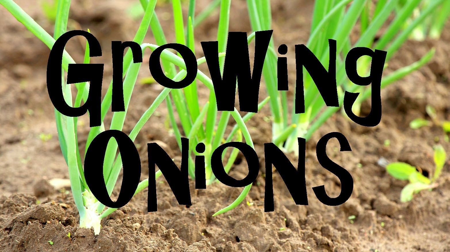 How To Plant, Grow, & Harvest Onions From Start To Finish...