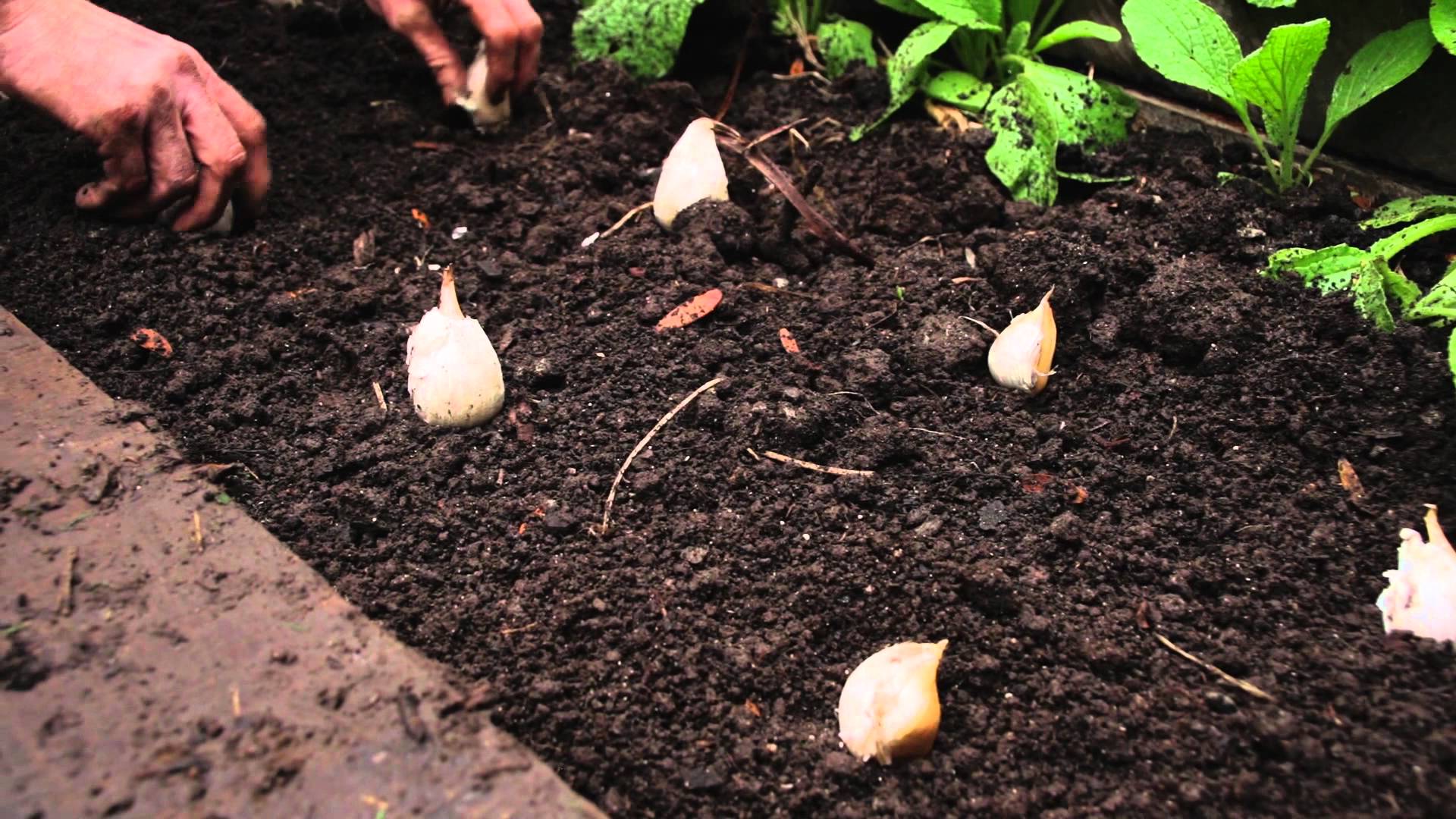 How To Plant & Grow Garlic In Your Garden...
