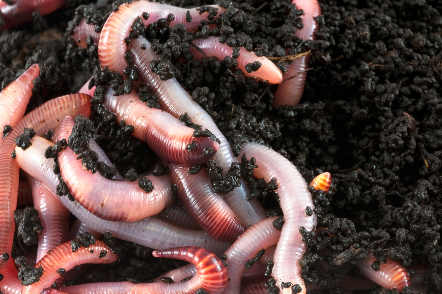 Simple & Effective Worm Composting On Your Homestead...