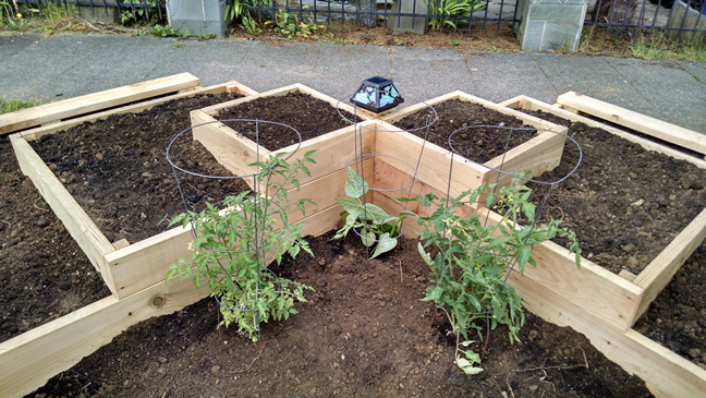 Couple Build A Raised Garden On Their Front Lawn To Grow Food For Themselves & Their Neighbors...