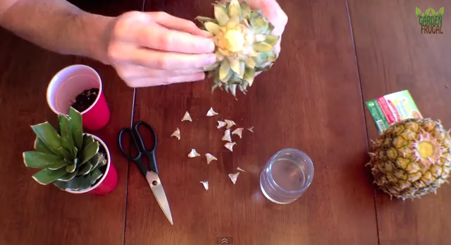 How To Grow A Brand New Pineapple From The Pineapple You Just Ate...
