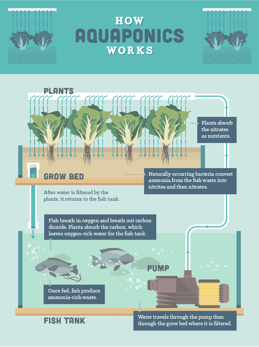 The Cost-Effective, Cyclical Way To Raise Fish & Grow Plants At The Same Time...