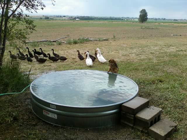 Galvanized Stock Tank Turned Into A Simple DIY Pool...