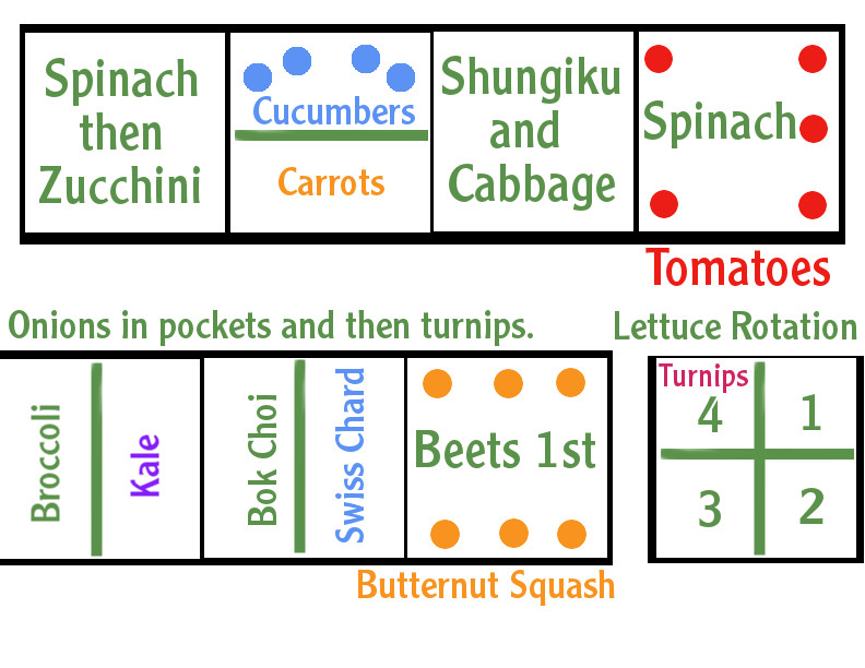 How To Plant A Superfood Garden & Grow Your Own Nutrient Dense Superfoods...