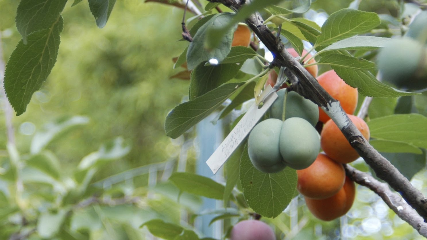 This Crazy Tree Grows 40 Different Kinds Of Fruit...