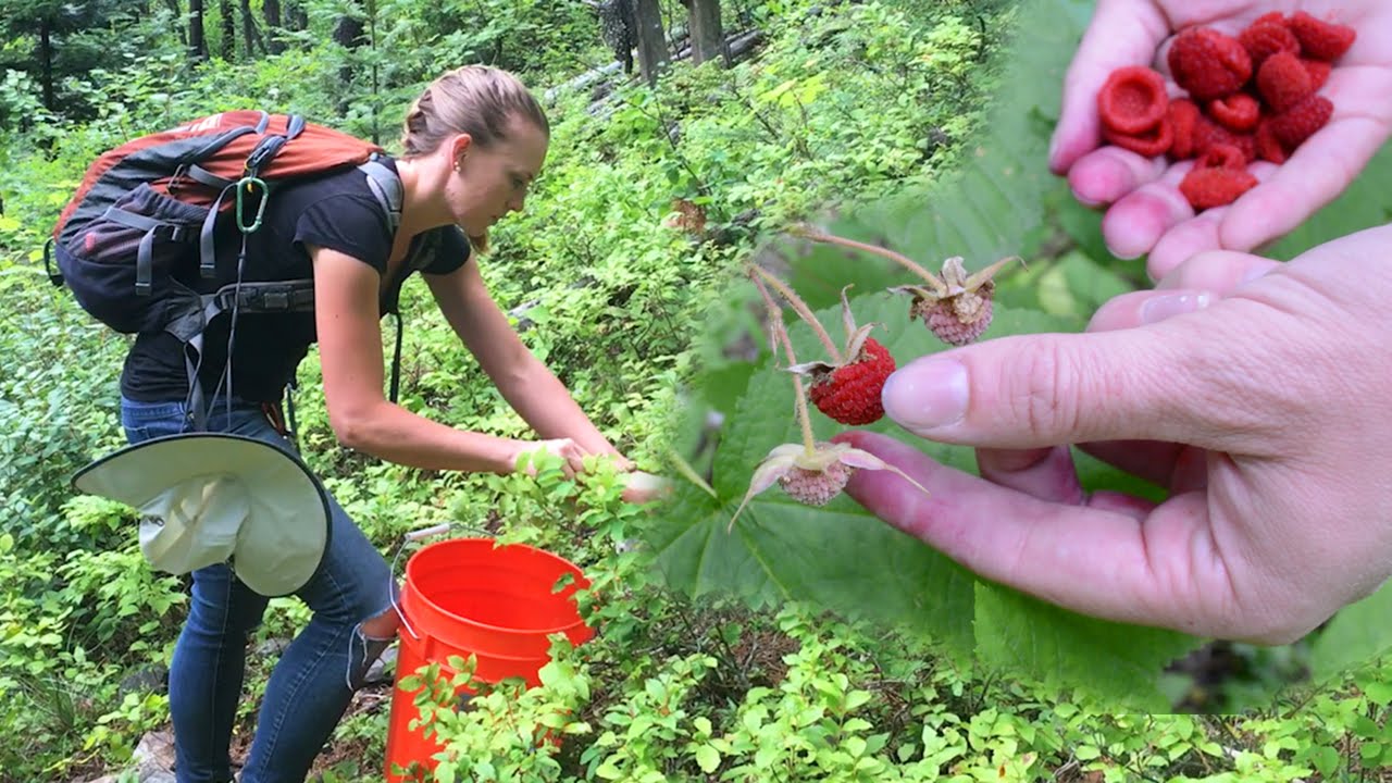 Foraging For Wild Edible Plants & Bartering With Free Forest Food...