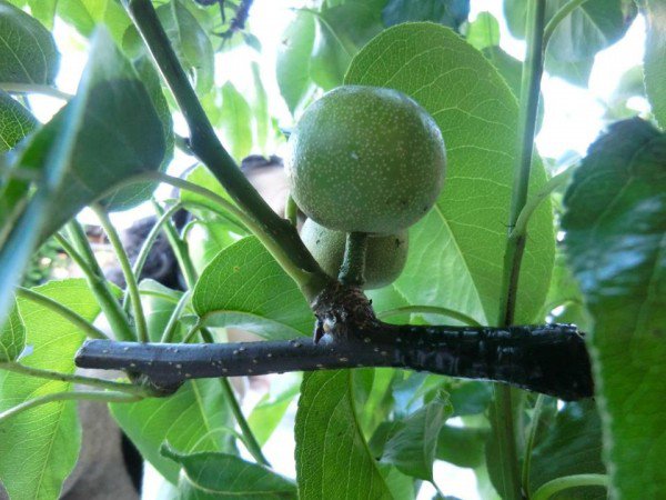 The Guerrilla Grafting Movement – Secretly Grafting Fruit-Bearing Branches Onto Ornamental City Trees...