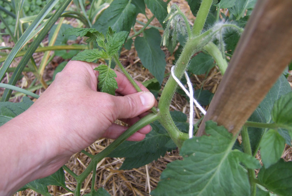 How To Prune Tomatoes For Earlier Harvests, Higher Yields & Healthier Plants...