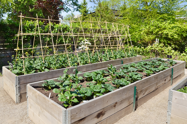 Small Yard, Big Yield, Growing Vegetables In A Limited Space...
