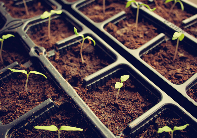 Small Yard, Big Yield, Growing Vegetables In A Limited Space...