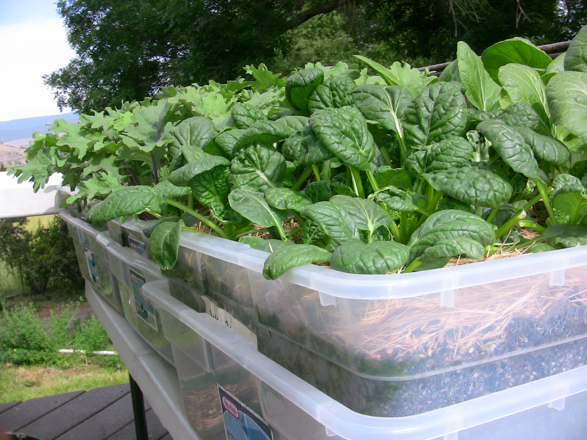 5 Steps To Growing A Successful Apartment Container Garden...