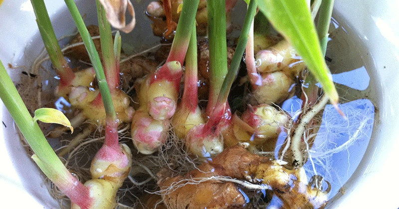 How To Grow An Endless Supply Of Ginger Indoors...