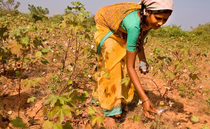Monsanto Losing Millions As Farmers In India Rebel & Plant Indigenous Cotton Seed...