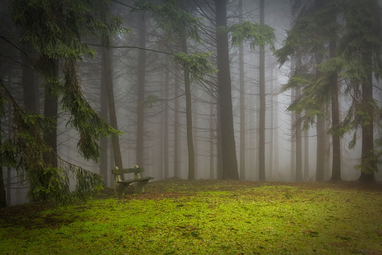 Simple Pine Branches Can Filter Out 99% of Bacteria Producing Clean Water...