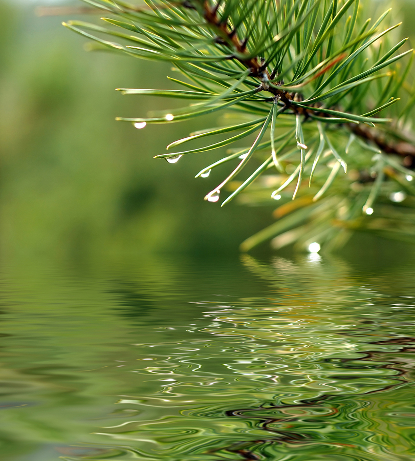 Simple Pine Branches Can Filter Out 99% of Bacteria Producing Clean Water...
