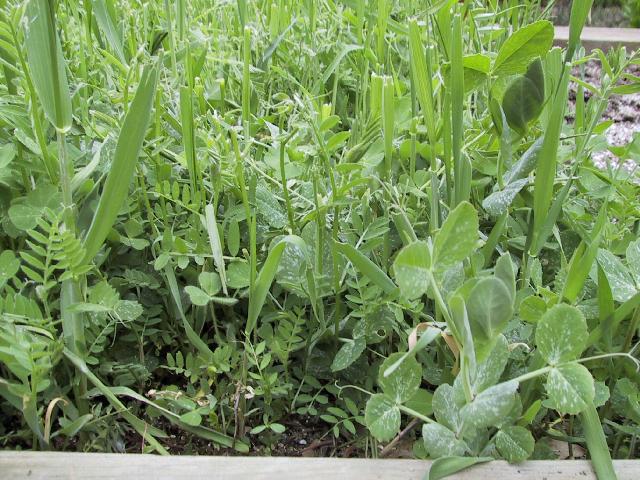 No Bare Soil – Vegetable Garden Cover Crops...