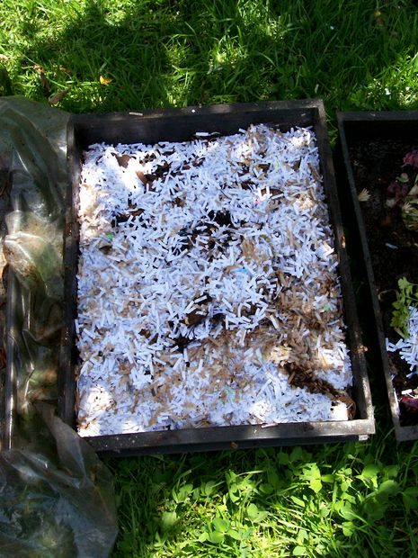 5 dollar, 1/2 hour Worm Composting Bin(s) DIY...
