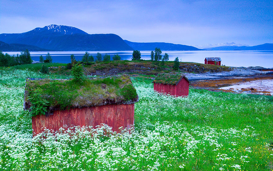 These Beautiful Green Roofed Scandinavian Homes Look Like Something Out Of A Fairytale...