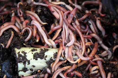How To Increase The Number Of Earthworms In Your Garden Soil...