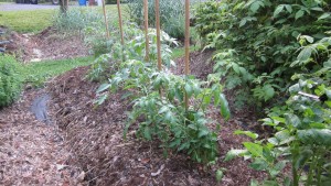 Here’s How To Prune Your Tomatoes For A Bigger Harvest...